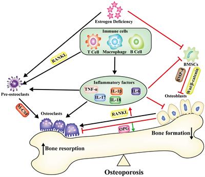 Pyroptosis mediates osteoporosis via the inflammation immune microenvironment